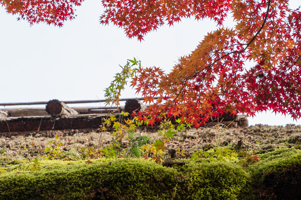 常寂光寺にて