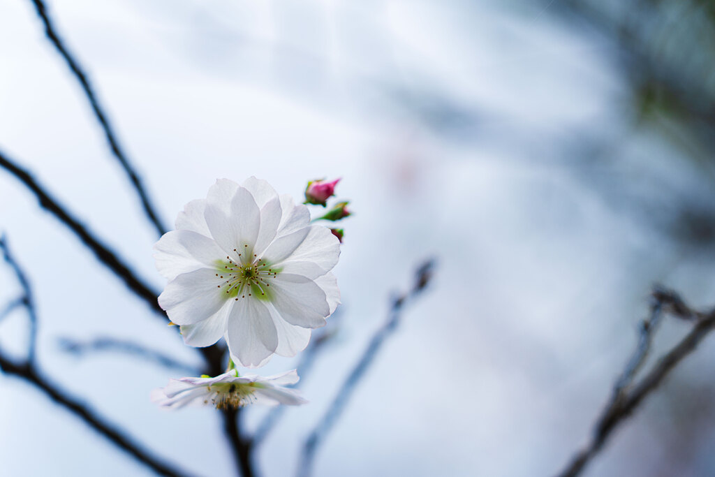 秋の桜