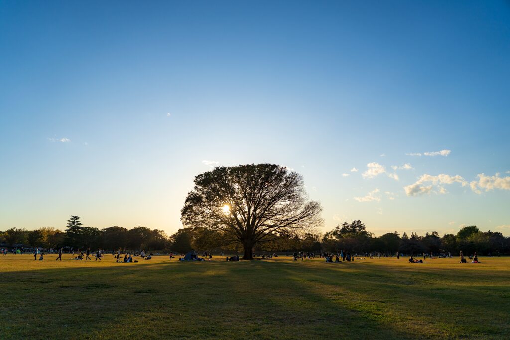 原っぱの光景