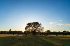 原っぱの光景