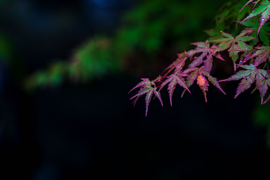 迎秋