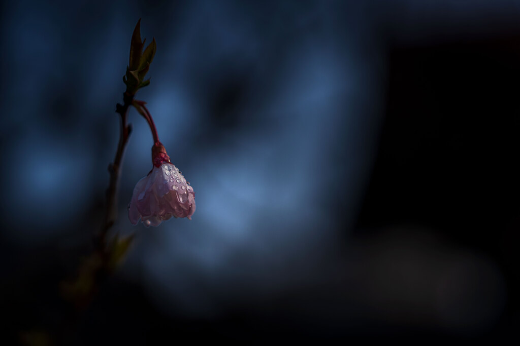 孤高の桜