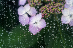紫陽花は梅雨を呼ぶ？