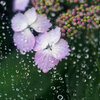 紫陽花は梅雨を呼ぶ？