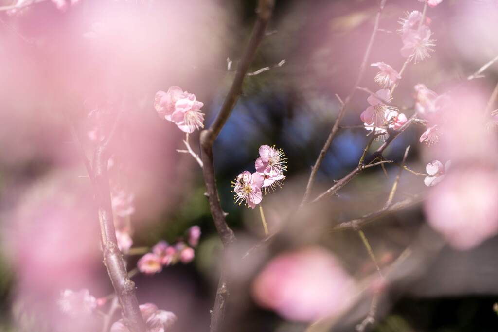 Pink in Pink