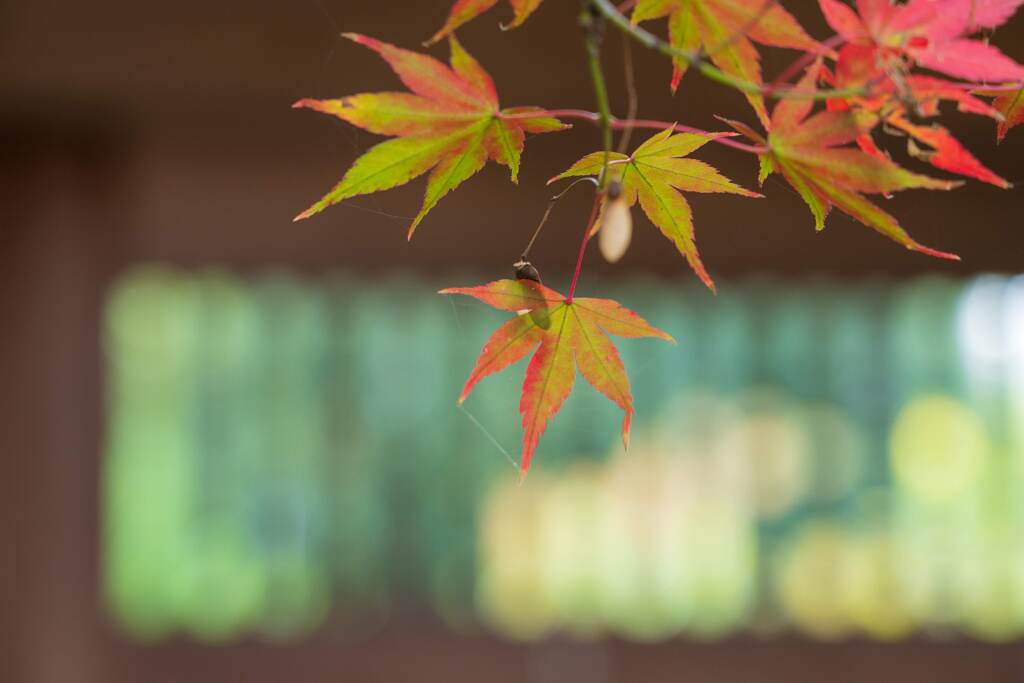 おぼろげに