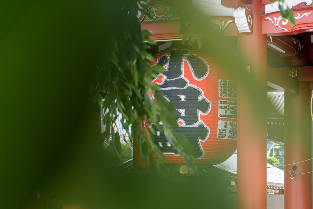 ソヨソヨ