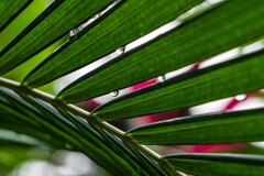 青葉の涙