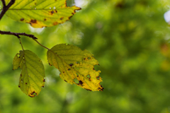 Green on green