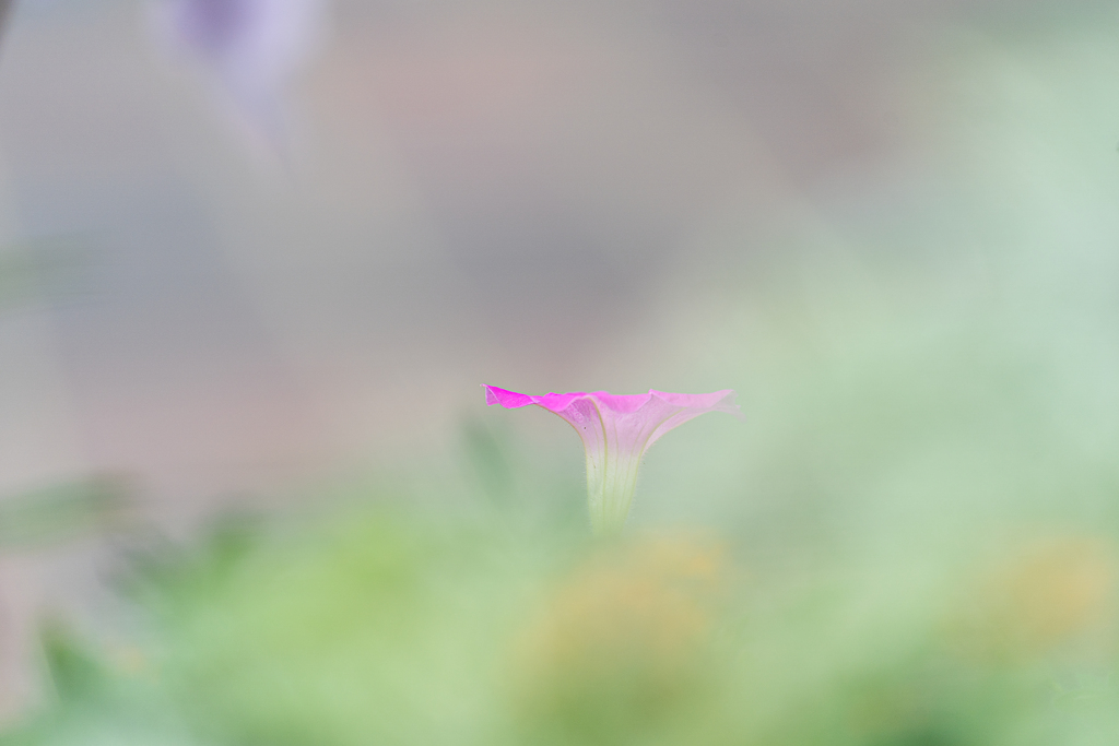 おぼろげに