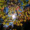秋の光で色づく