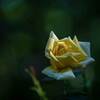幸せの薔薇