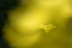 Yellow in Yellow