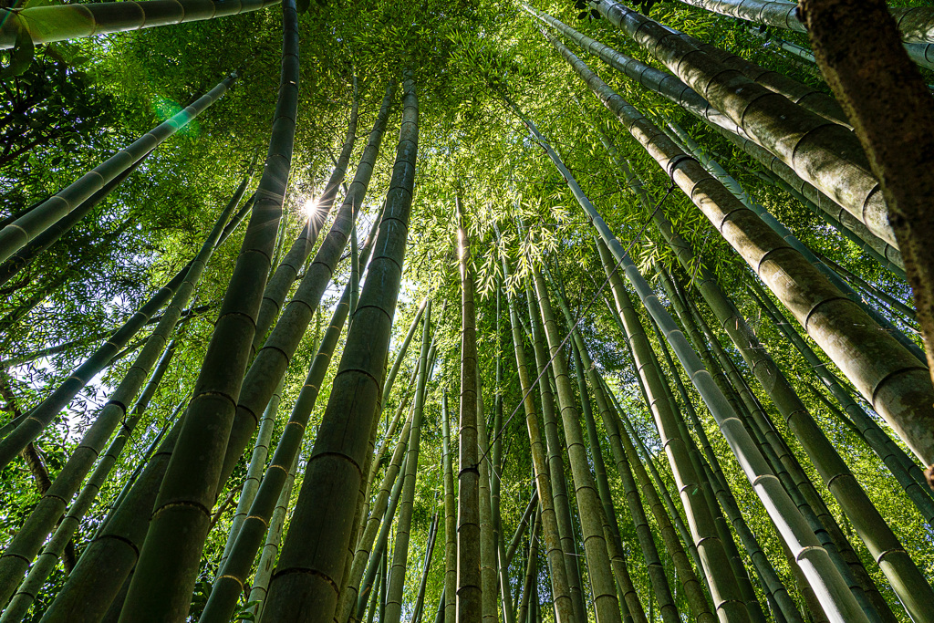 夏の輝き