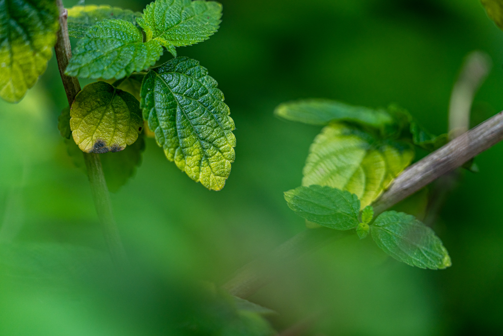 Green World
