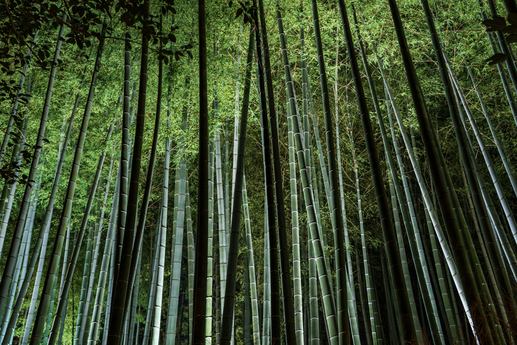 夜の竹林