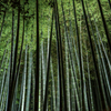夜の竹林