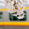 春電車