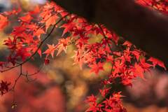 ザ、紅葉