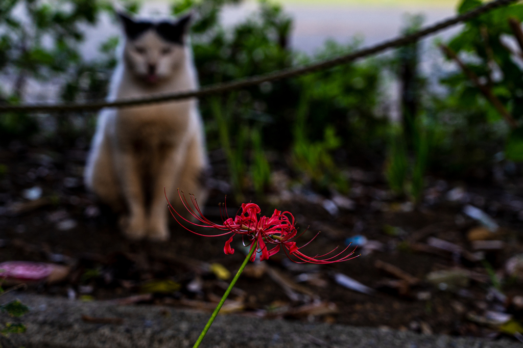 彼岸花を楽しむ