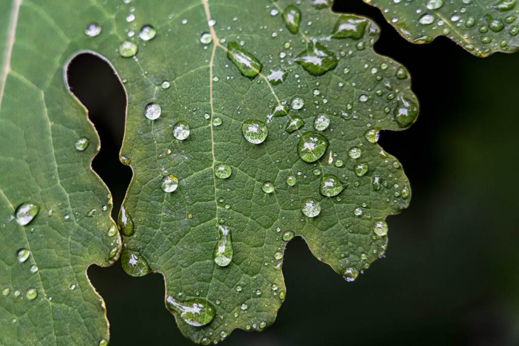 つゆ、梅雨、露、汁、液・・・・