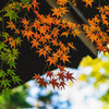初秋の色たち