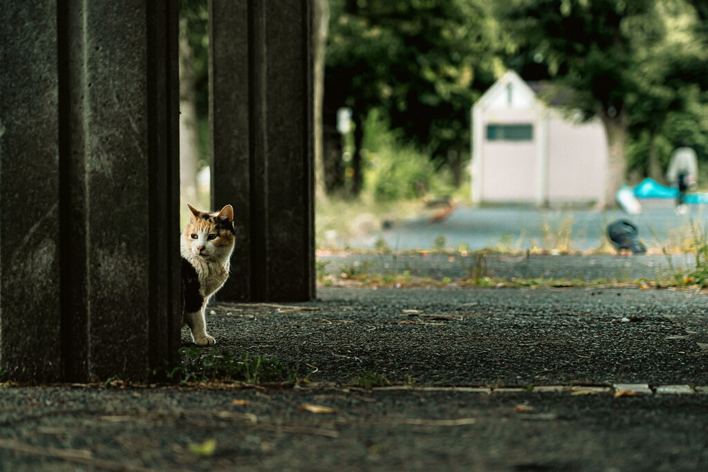 孤猫