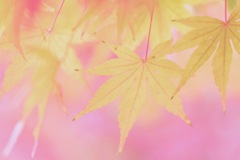 秋の香り