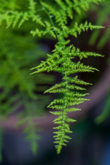 繊細