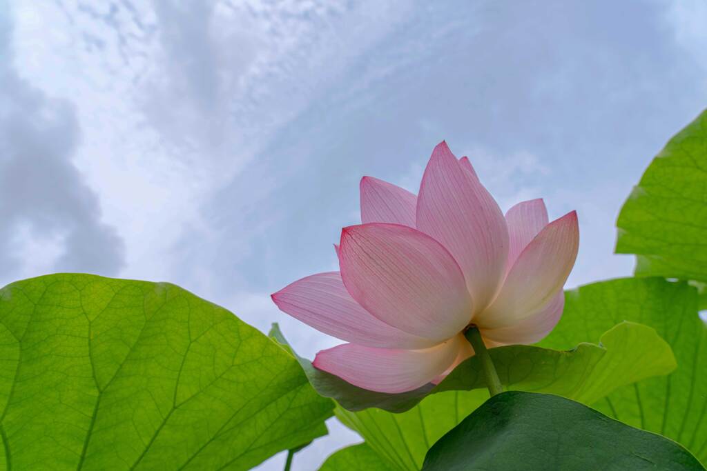 夏を待つ