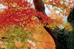 紅葉グラデーション