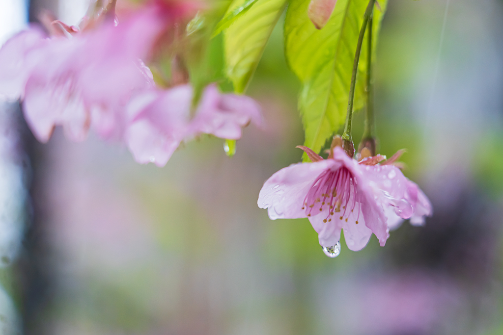 雨もまた美し