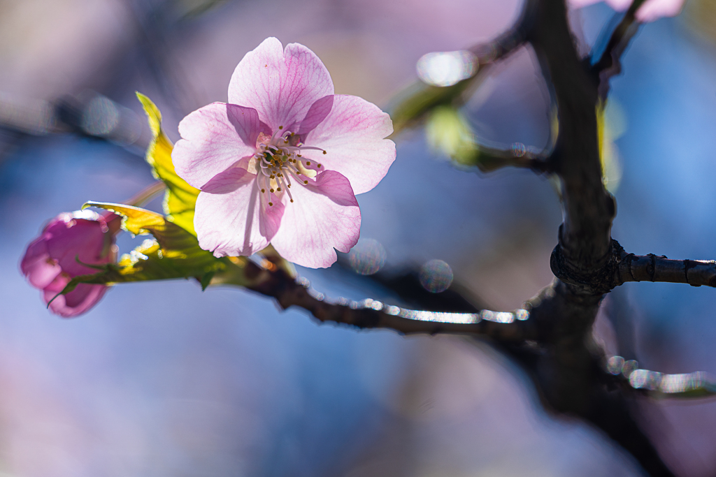 THE SAKURA