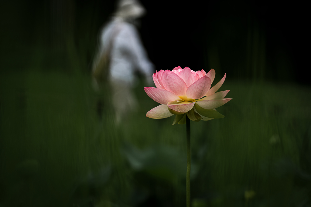 観る