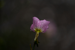 雨粒のメロディ