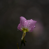 雨粒のメロディ