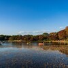晴天下、水鳥の池