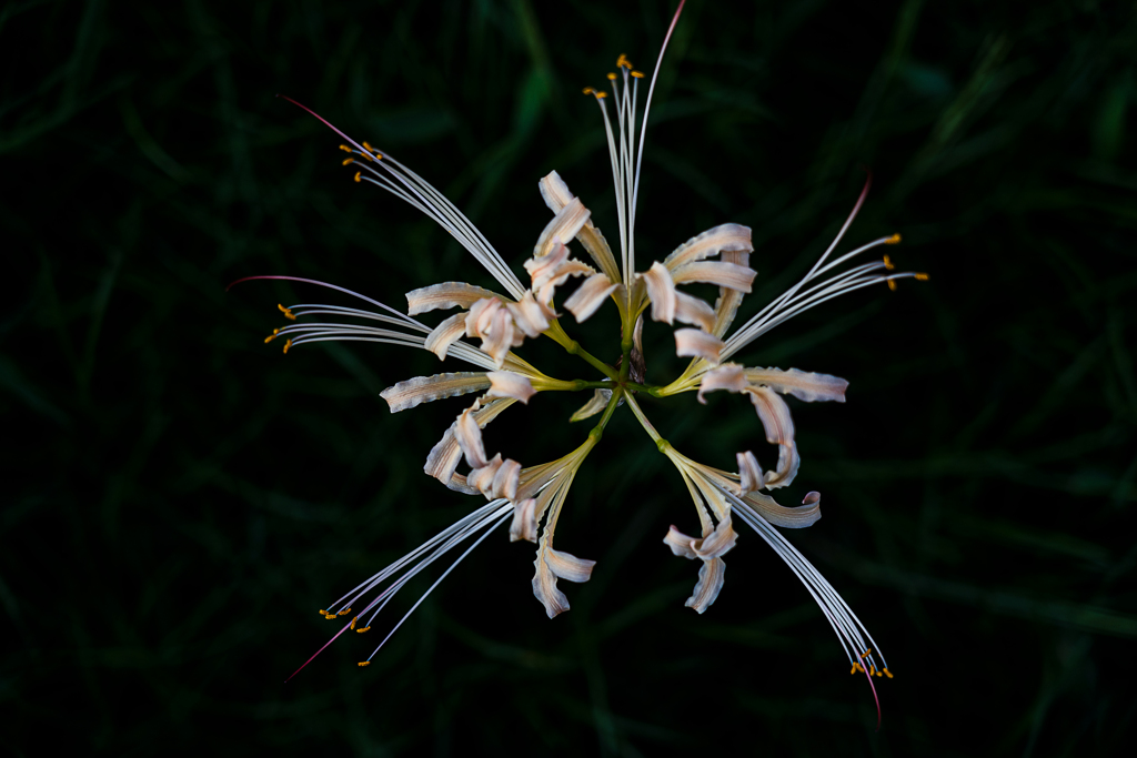 秋の花火