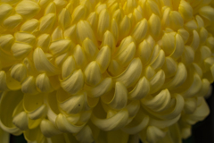 菊の文様
