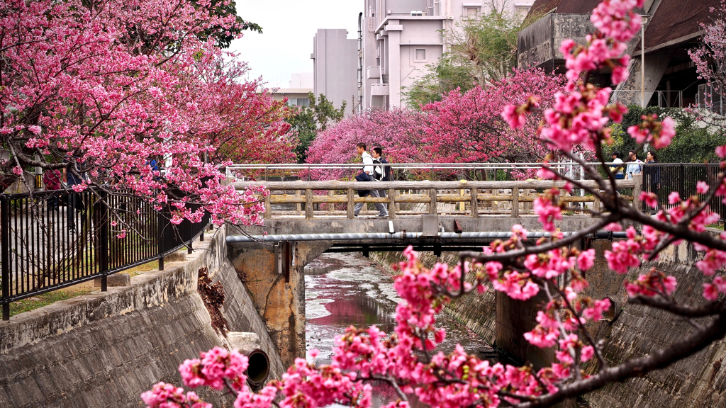 橋。