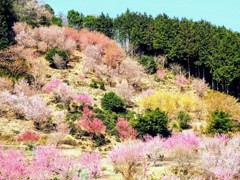 林道小坂・滝ノ谷線