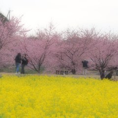 浜松の河津桜。