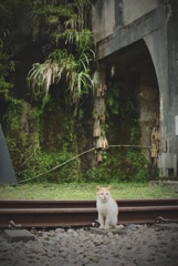 台北の猫