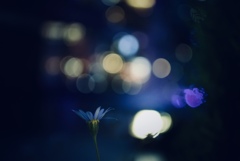 bokeh