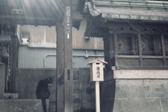 京都の猫
