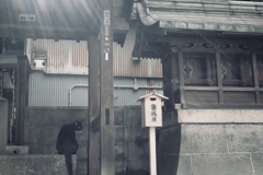 京都の猫