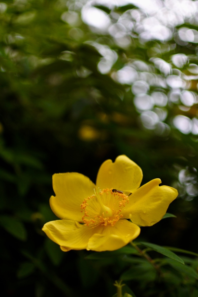 花畑公園