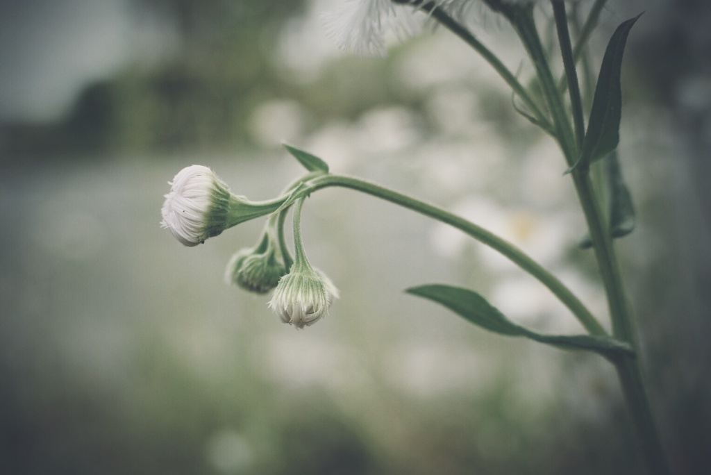 春紫菀