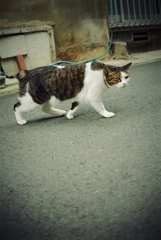 長崎の猫