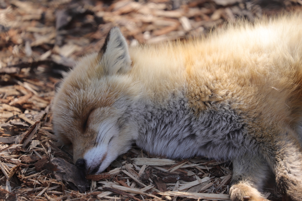 旭山動物園にて